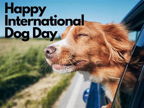 Dog Day .